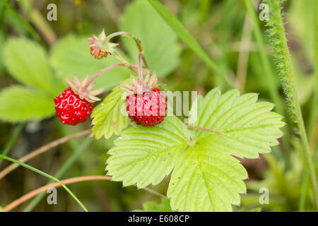 Les fraises des bois ou fraises des bois (Fragaria vesca) Banque D'Images