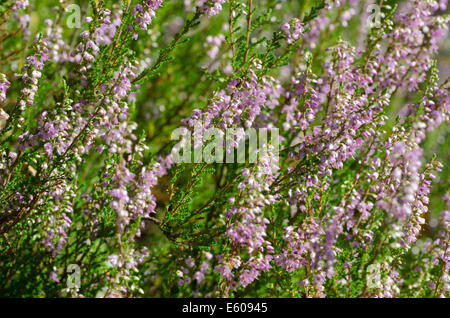Libre à Heather en forêt Banque D'Images