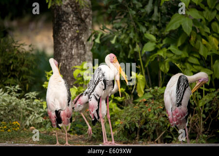 Bec jaune cigogne laiteuse Mycteria ibis Banque D'Images