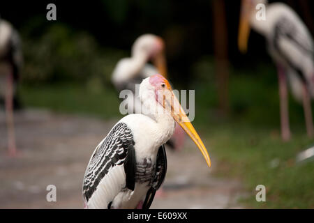 Bec jaune cigogne laiteuse Mycteria ibis Banque D'Images