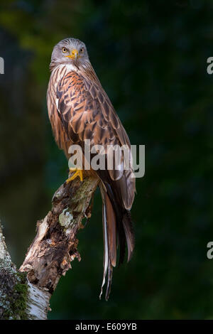 Cerf-volant rouge Banque D'Images