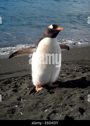 Gentoo pingouin (Pygoscelis papua) lors de la station Palmer sur la péninsule antarctique. Banque D'Images