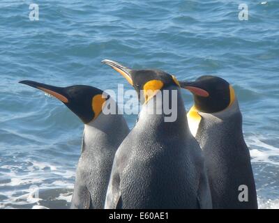 Un Manchot royal (Aptenodytes patagonicus) colonie sur les rives de la Géorgie du Sud, îles de l'Antarctique Banque D'Images