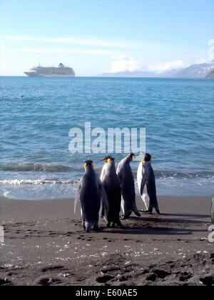 Un groupe de manchots royaux regarder vers un bateau de croisière, dans les îles de Géorgie du Sud, l'Antarctique Banque D'Images