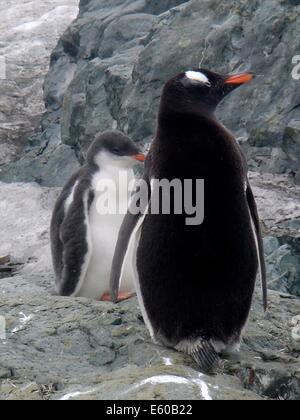 Gentoo pingouin (Pygoscelis papua) lors de la station Palmer sur la péninsule antarctique. Banque D'Images