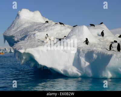 Pingouins flottent sur un iceberg au large de la péninsule Antarctique Banque D'Images