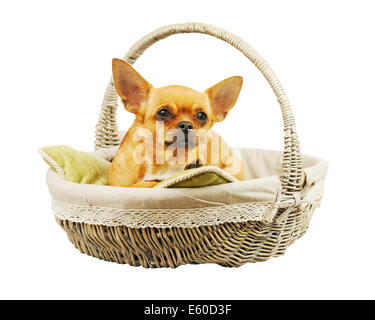 Chien chihuahua rouge dans panier en osier. Libre. Banque D'Images