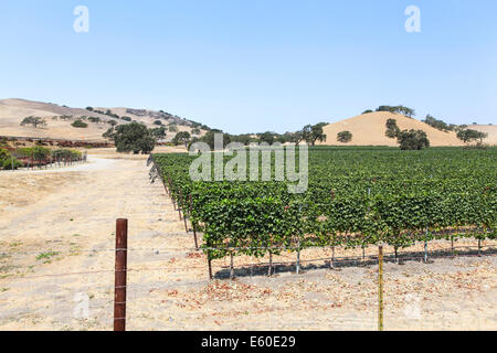 Vignoble près de Carmel Valley Comté de Monterey en Californie, USA Banque D'Images