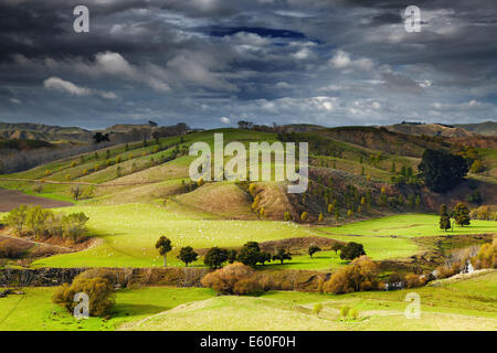 Paysage avec les terres agricoles et ciel nuageux, île du Nord, Nouvelle-Zélande Banque D'Images