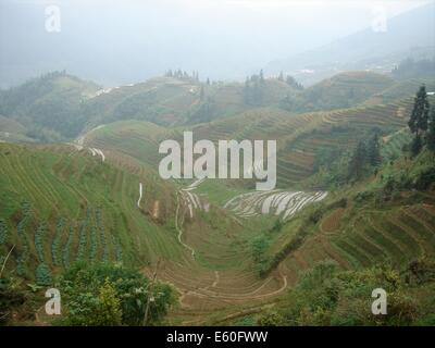 Les terrasses de riz de Longsheng Longji / près de Guilin, province du Guangxi, Chine Banque D'Images