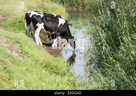 L'eau potable provenant de vaches dans des tranchées sur le terrain de new Holland Banque D'Images