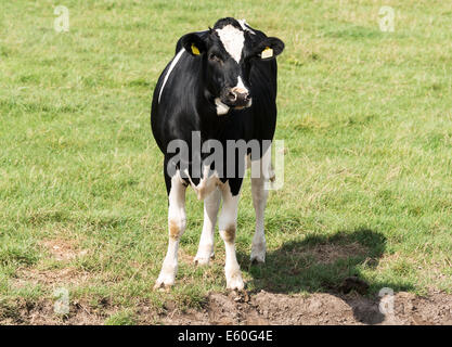 Jeune vache looking at camera sur green farm field Banque D'Images