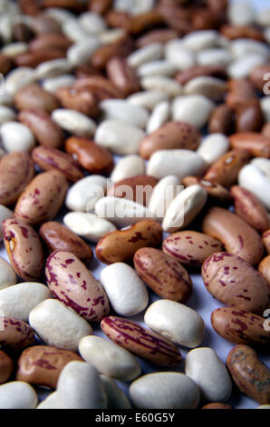 Un assortiment de haricots brun et blanc isolé sur fond blanc Banque D'Images