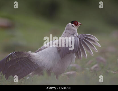 Beijing, Chine, Province de Qinghai. 1er juillet 2014. Un hibou blanc Crossoptilon crossoptilon (faisan) est observée dans la région de drainage de l'amont du fleuve Lancang à Yushu, dans la province de Qinghai en Chine, le 1er juillet 2014. Une récente recherche sur la diversité biologique a participé à un certain nombre de scientifiques et de photographes animaliers a enregistré 370 espèces dans la région de drainage amont du fleuve Lancang, ou le Mékong. © IBE/Dong Lei/Xinhua/Alamy Live News Banque D'Images