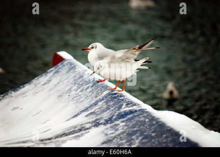 Le jeune pigeon en hiver dans la neige sur le bateau en Croatie Banque D'Images