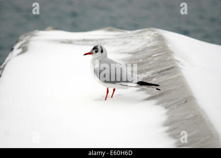 Le jeune pigeon en hiver dans la neige sur le bateau en Croatie Banque D'Images