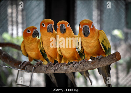 Sun Parakeet, Parakeets, soleil conure, Aratinga solstitialis, perroquets Banque D'Images