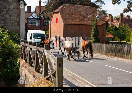 Poney New Forest s'exécutant dans la rue Beaulieu village road Banque D'Images