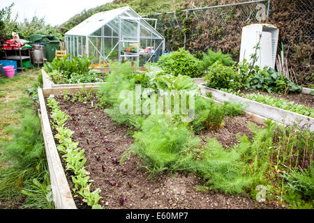 De plus en plus de légumes dans un jardin Banque D'Images