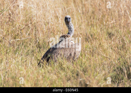 Vautour blanc africain dans l'herbe Banque D'Images