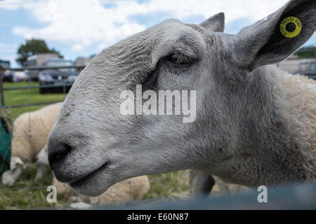 CLOSE-UP OF BLUEFACED LEICESTER MOUTONS EN STYLO À SALON DE L'AGRICULTURE DE PAYS DE GALLES CHEPSTOW UK iIDENTITY TAG lors de l'année Banque D'Images