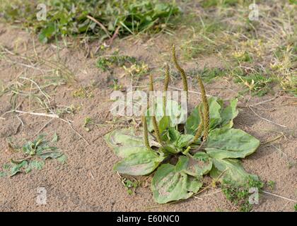 Plus grand plantain Plantago major Banque D'Images