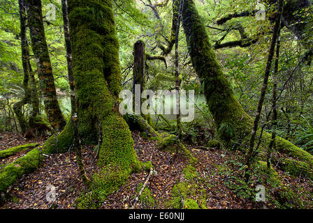 Arbres couverts de mousse, Fiordland National Park, South Island, New Zealand Banque D'Images