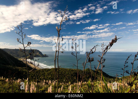 Avis de Piha beach à travers les buissons de lin, côte ouest, île du Nord, Nouvelle-Zélande Banque D'Images