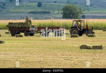 Montagnes Strandja Bulgarie 10 Août 2014 : les agriculteurs cette pile ans récolte en ballots de paille, des pluies torrentielles et la grêle ont entraîné une hausse des prix dans certaines zones de 50 à 100 pour cent. Credit : Clifford Norton/Alamy Live News Banque D'Images