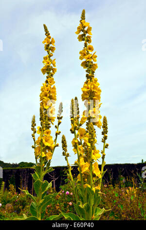 Molène Verbascum également une usine de velours. Banque D'Images