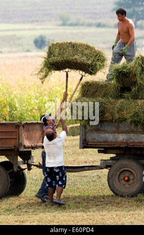 Montagnes Strandja Bulgarie 10 Août 2014 : les agriculteurs cette pile ans récolte en ballots de paille, des pluies torrentielles et la grêle ont entraîné une hausse des prix dans certaines zones de 50 à 100 pour cent. Credit : Clifford Norton/Alamy Live News Banque D'Images