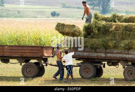 Montagnes Strandja Bulgarie 10 Août 2014 : les agriculteurs cette pile ans récolte en ballots de paille, des pluies torrentielles et la grêle ont entraîné une hausse des prix dans certaines zones de 50 à 100 pour cent. Credit : Clifford Norton/Alamy Live News Banque D'Images