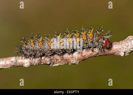 Buck (Hemileuca maia) chenille (larve) Banque D'Images