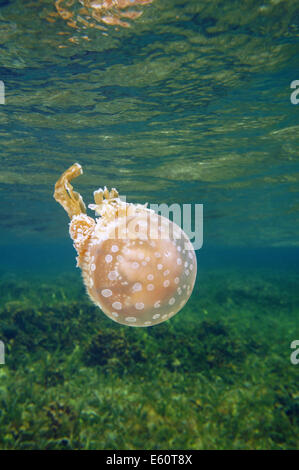 Repéré jelly, méduses Mastigias, sous l'eau près de la surface, la mer des Caraïbes, Bocas del Toro, PANAMA Banque D'Images