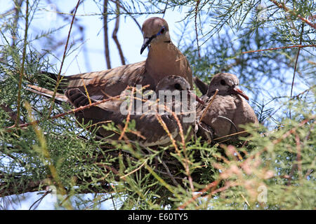 Colombe avec deux oisillons (Zenaida asiatica), Arizona, USA Banque D'Images