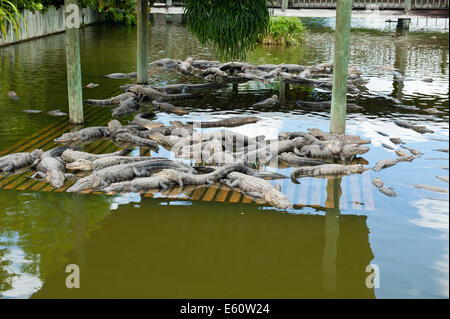 Les alligators de Floride à Gatorland Orlando Florida USA Banque D'Images