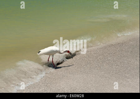 Ibis blanc Eudocimus albus Florida USA Banque D'Images