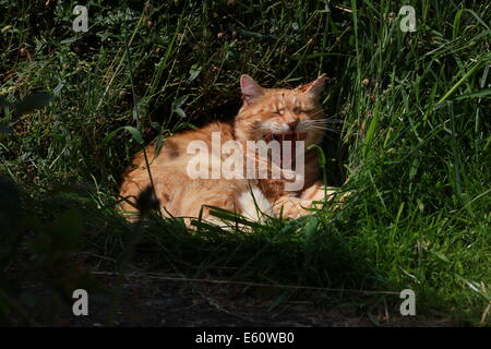 Le gingembre cat yawning in garden Banque D'Images