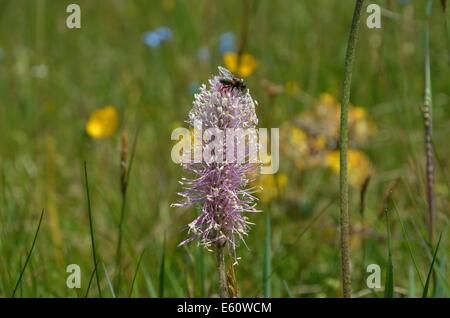 Fleurs sauvages alpines plantain plantain lancéole buckhorn angustifolié avec une mouche sur le dessus Banque D'Images