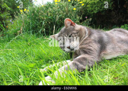 Tabby chat jouant avec la souris jouet Banque D'Images