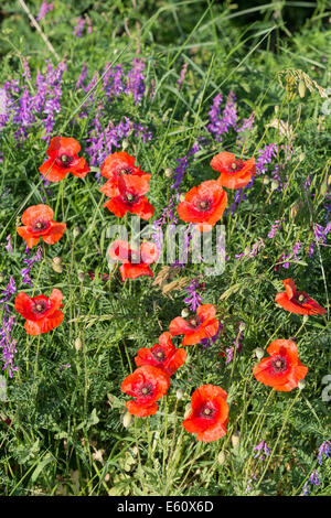 Fleurs de pavot (Papaver rhoeas) apparaissent dans une bordure de fleurs sauvages dans un champ d'orge au Col des Fillys, dans les Alpes Françaises Banque D'Images