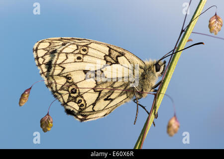 Un papillon blanc marbré fraîchement émergées (Melanargia galathea), baigne dans la fin de l'après-midi soleil sur Collard Hill dans le Somerset Banque D'Images