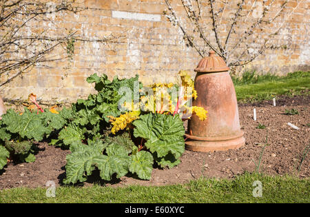 La rhubarbe en bonne santé et de sols en terre cuite pot forçant la rhubarbe Banque D'Images