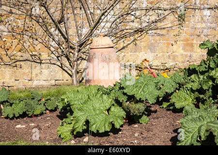 La rhubarbe en bonne santé et de sols en terre cuite pot forçant la rhubarbe Banque D'Images