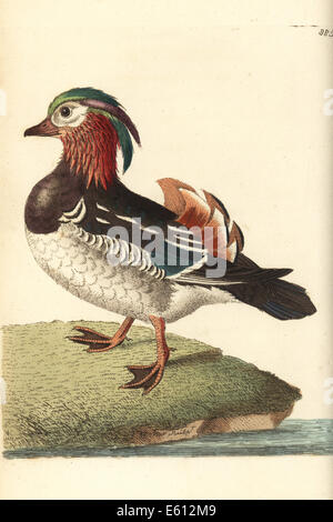 Canard Mandarin Aix galericulata,. Banque D'Images