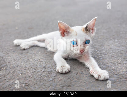 Jeune chat blanc aux yeux bleus dans la rue. Banque D'Images