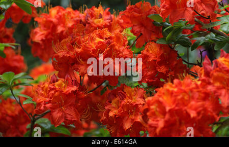 Orange flamboyant, rhododendron, Holme East Wareham, Dorset, England, UK Banque D'Images