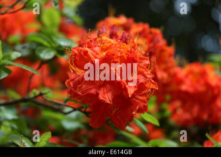 Orange flamboyant, rhododendron, Holme East Wareham, Dorset, England, UK Banque D'Images