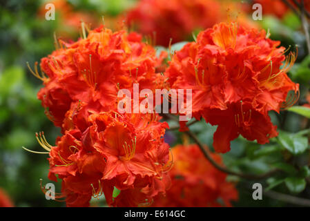 Orange flamboyant, rhododendron, Holme East Wareham, Dorset, England, UK Banque D'Images