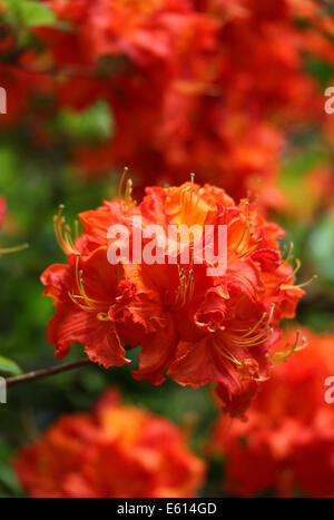 Orange flamboyant, rhododendron, Holme East Wareham, Dorset, England, UK Banque D'Images